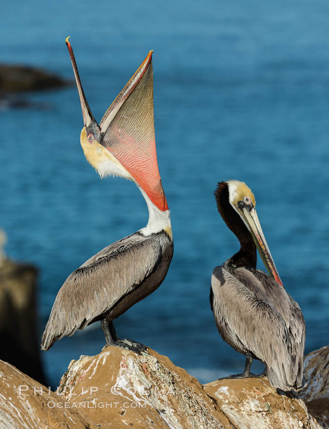 California Brown Pelican head throw, stretching its throat to keep it flexible and healthy. Note the winter mating plumage, olive and red throat, yellow head. La Jolla, USA, Pelecanus occidentalis, Pelecanus occidentalis californicus, natural history stock photograph, photo id 30347