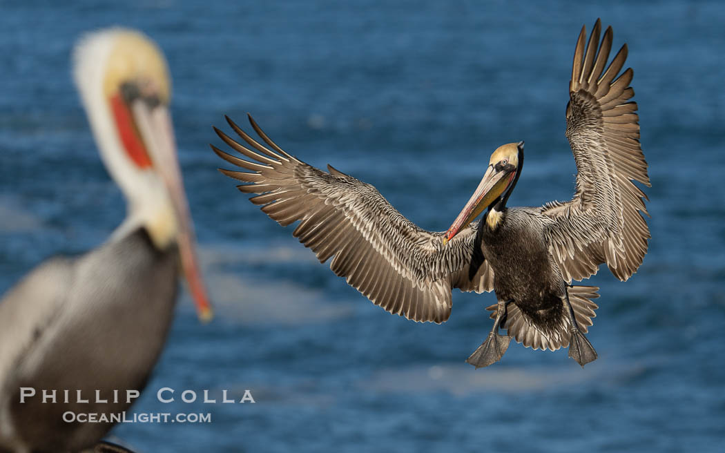 California brown pelican in flight, spreading wings wide to slow in anticipation of landing on seacliffs. Note the classic winter breeding plumage, with bright red throat, yellow and white head and neck, and brown hind neck. Other birds at the periphery of the image hint at how crowded the cliff is. La Jolla, USA, Pelecanus occidentalis, Pelecanus occidentalis californicus, natural history stock photograph, photo id 40070
