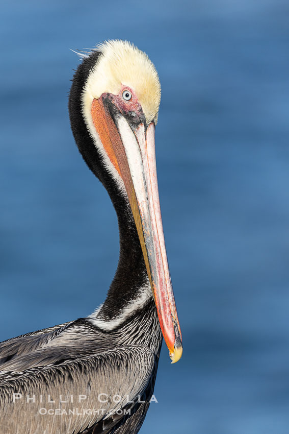 California brown pelican breeding plumage portrait. La Jolla, USA, Pelecanus occidentalis, Pelecanus occidentalis californicus, natural history stock photograph, photo id 38806