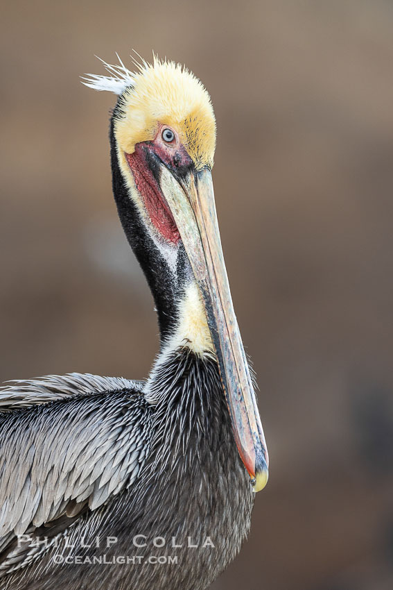 California brown pelican breeding plumage portrait, La Jolla