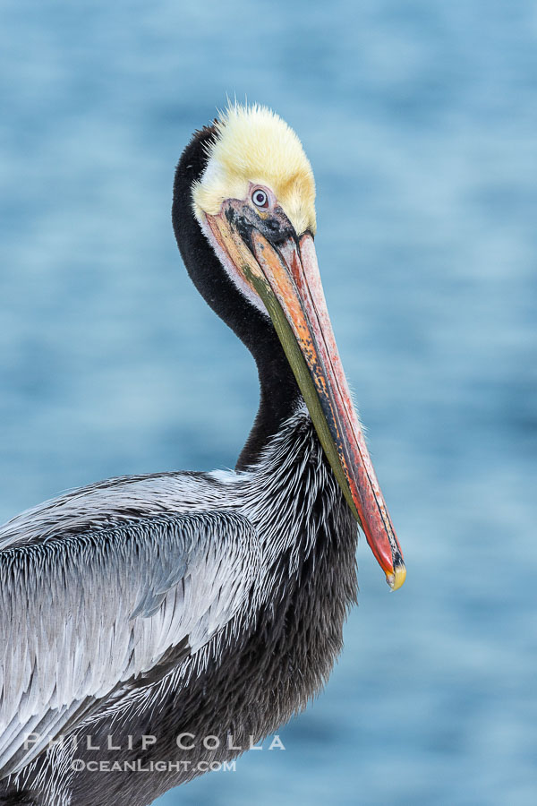 California brown pelican breeding plumage portrait., Pelecanus occidentalis, Pelecanus occidentalis californicus, natural history stock photograph, photo id 38632