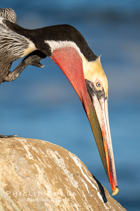 Study of a California brown pelican in winter breeding plumage, yellow head, red and olive throat, pink skin around the eye, brown hind neck with some white neck side detail, Pelecanus occidentalis, Pelecanus occidentalis californicus, La Jolla