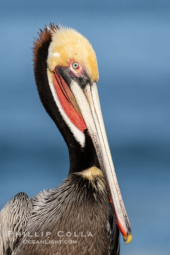 California brown pelican breeding plumage portrait, with brown hind neck, yellow head and bright red throat, Pelecanus occidentalis californicus, Pelecanus occidentalis, La Jolla California brown pelican breeding plumage portrait, with brown hind neck, yellow head and bright red throat, Pelecanus occidentalis californicus, Pelecanus occidentalis, La Jolla