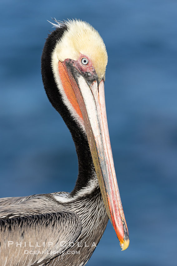 California brown pelican breeding plumage portrait, with brown hind neck, yellow head and bright red throat. La Jolla, USA, Pelecanus occidentalis, Pelecanus occidentalis californicus, natural history stock photograph, photo id 38835