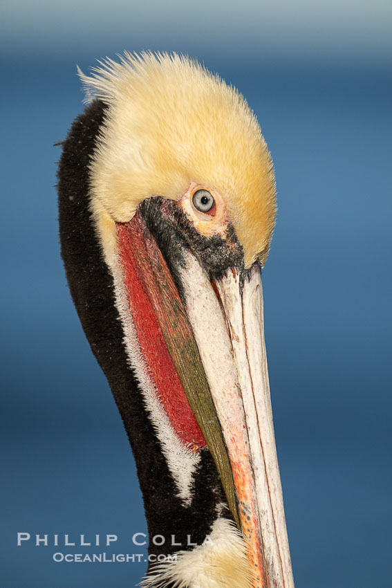 Study of a California brown pelican in winter breeding plumage, yellow head, red and olive throat, pink skin around the eye, brown hind neck with some white neck side detail, Pelecanus occidentalis, Pelecanus occidentalis californicus, La Jolla