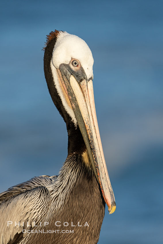 California brown pelican breeding plumage portrait, with brown hind neck and bright red throat. La Jolla, USA, Pelecanus occidentalis, Pelecanus occidentalis californicus, natural history stock photograph, photo id 40079