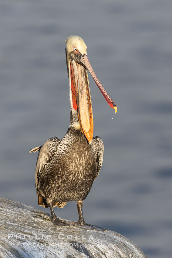 California brown pelican winter breeding plumage portrait, this adult is gently clapping its jaws, showing brown hind neck with yellow head, red and olive throat pouch, white with yellow chevron on the breast. La Jolla, USA, Pelecanus occidentalis, Pelecanus occidentalis californicus, natural history stock photograph, photo id 38701