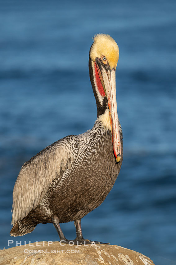 Study of a California brown pelican in winter breeding plumage, yellow head, red and olive throat, pink skin around the eye, brown hind neck with some white neck side detail, gray breast and body, Pelecanus occidentalis, Pelecanus occidentalis californicus, La Jolla