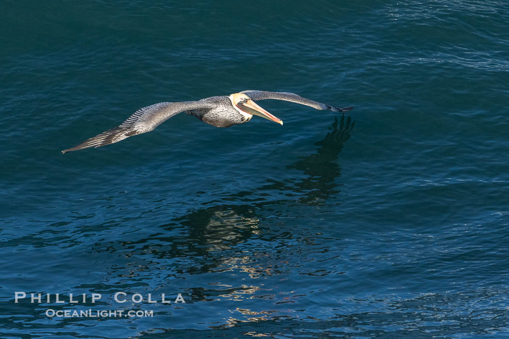 California Brown pelican catching updraft from a passing wave. Winter adult non-breeding plumage. La Jolla, USA, Pelecanus occidentalis, Pelecanus occidentalis californicus, natural history stock photograph, photo id 39807