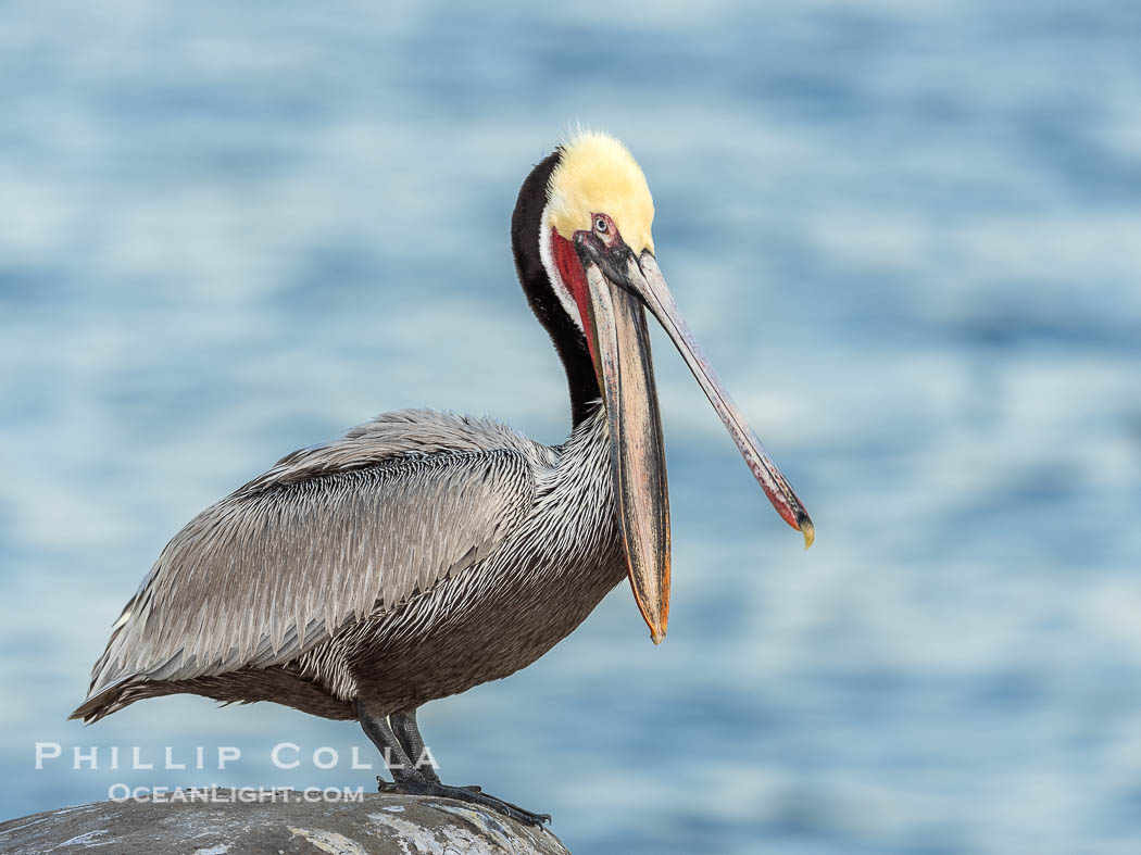 California Brown Pelican claps its jaws, sometimes rapidly several times, perhaps to dislodge debris or simply because its fun and feels good. This is not the same as the 