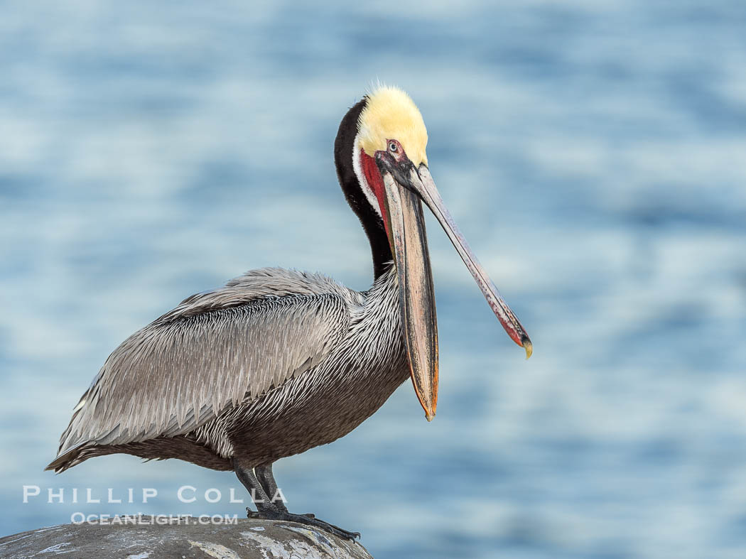 California Brown Pelican claps its jaws, sometimes rapidly several times, perhaps to dislodge debris or simply because its fun and feels good. This is not the same as the "yawn" that precedes a head throw. Adult winter breeding plumage with brown hind-neck. La Jolla, USA, Pelecanus occidentalis, Pelecanus occidentalis californicus, natural history stock photograph, photo id 38590