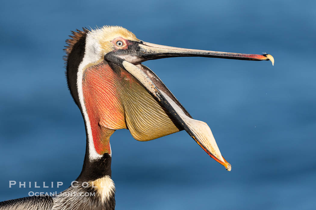 California Brown Pelican claps its jaws mandibles, sometimes rapidly several times, perhaps to dislodge debris or simply because its fun and feels good. This is not the same as the California Brown Pelican claps its jaws mandibles, sometimes rapidly several times, perhaps to dislodge debris or simply because its fun and feels good. This is not the same as the