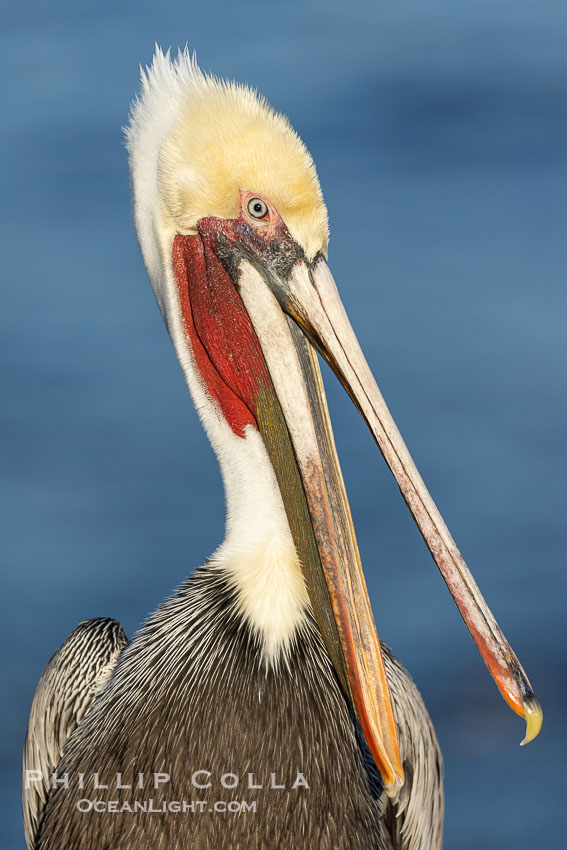 California Brown Pelican claps its jaws, sometimes rapidly several times, perhaps to dislodge debris or simply because its fun and feels good. This is not the same as the "yawn" that precedes a head throw. Adult winter non-breeding plumage. Mandible clap, jaw clap. La Jolla, USA, Pelecanus occidentalis, Pelecanus occidentalis californicus, natural history stock photograph, photo id 38593