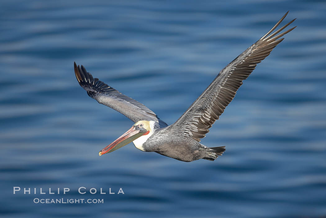Brown pelican with wings spread during flight. The large wings of an adult brown pelican can reach over 7 feet from end to end. La Jolla, California, USA, Pelecanus occidentalis, Pelecanus occidentalis californicus, natural history stock photograph, photo id 19950