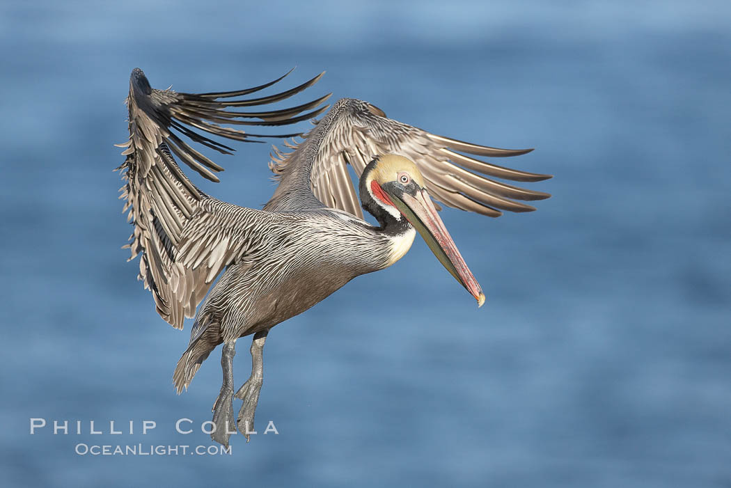 Brown pelican spreads its enormous wings to slow before landing on seaside cliffs.  Brown pelicans appear awkward but in fact are superb and efficient fliers, ranging far over the ocean in search of fish to dive upon.  They typically nest on offshore islands and inaccessible ocean cliffs.  The California race of the brown pelican holds endangered species status.  In winter months, breeding adults assume a dramatic plumage. La Jolla, USA, Pelecanus occidentalis, Pelecanus occidentalis californicus, natural history stock photograph, photo id 20014