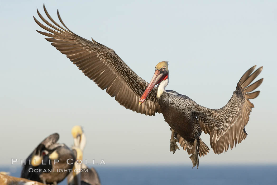 Brown pelican slows to land, spreading its large wings wide to brake, Pelecanus occidentalis, Pelecanus occidentalis californicus, La Jolla, California Brown pelican slows to land, spreading its large wings wide to brake, Pelecanus occidentalis, Pelecanus occidentalis californicus, La Jolla, California