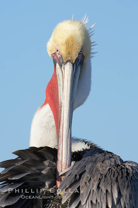 A brown pelican preening, reaching with its beak to the uropygial gland (preen gland) near the base of its tail.  Preen oil from the uropygial gland is spread by the pelican's beak and back of its head to all other feathers on the pelican, helping to keep them water resistant and dry. La Jolla, California, USA, Pelecanus occidentalis, Pelecanus occidentalis californicus, natural history stock photograph, photo id 19979
