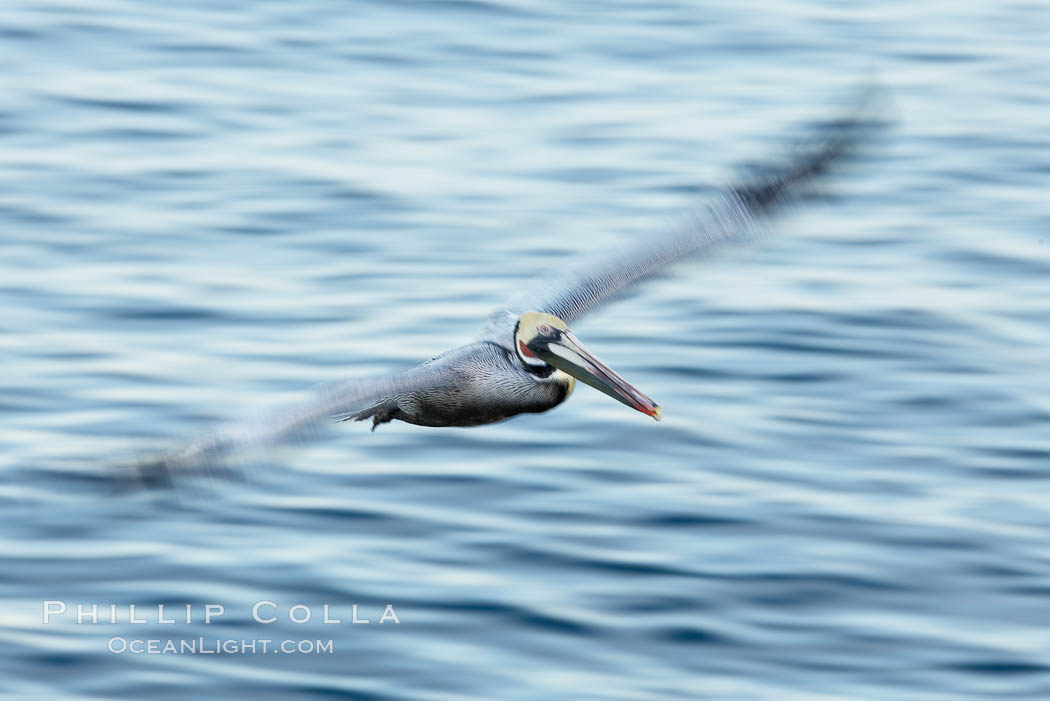 Brown pelican in flight.  The wingspan of the brown pelican is over 7 feet wide. Long exposure shows motion as a blur. The California race of the brown pelican holds endangered species status.  In winter months, breeding adults assume a dramatic plumage with dark brown hindneck and bright red gular throat pouch. La Jolla, USA, Pelecanus occidentalis, Pelecanus occidentalis californicus, natural history stock photograph, photo id 20055