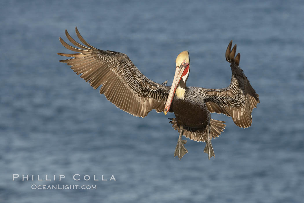 Brown pelican slows to land, spreading its large wings wide to brake. La Jolla, California, USA, Pelecanus occidentalis, Pelecanus occidentalis californicus, natural history stock photograph, photo id 20059