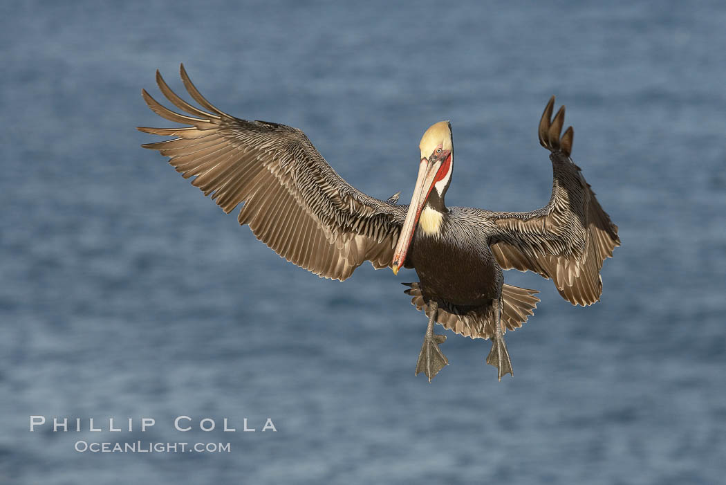 Brown pelican slows to land, spreading its large wings wide to brake. La Jolla, California, USA, Pelecanus occidentalis, Pelecanus occidentalis californicus, natural history stock photograph, photo id 20059