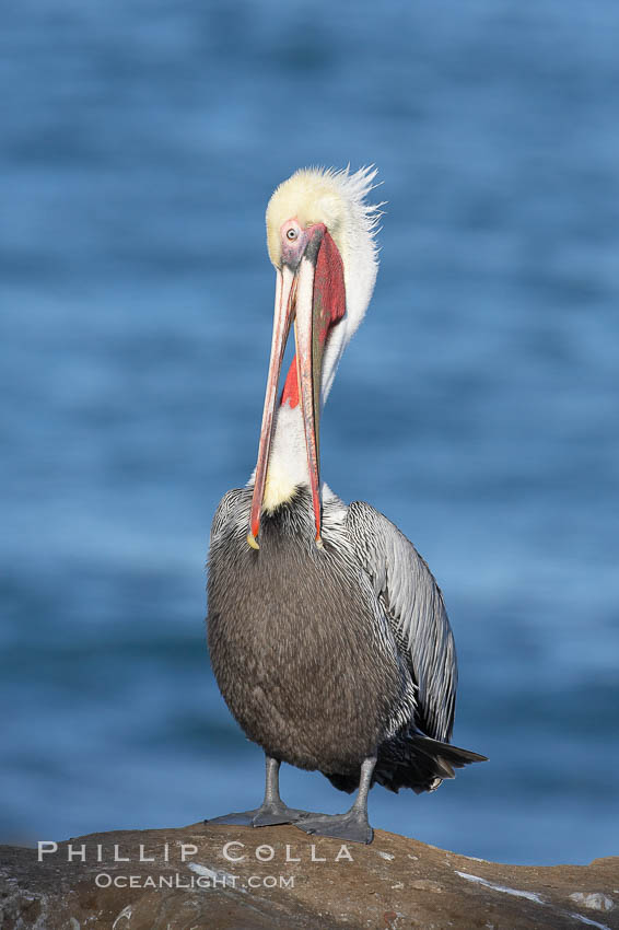 Brown pelican preening.  After wiping its long beak on the uropygial gland near the base of its tail, the pelican spreads the preen oil on feathers about its body, helping to keep them water resistant, an important protection for a bird that spends much of its life diving in the ocean for prey.  Adult winter non-breeding plumage showing white hindneck and red gular throat pouch. La Jolla, California, USA, Pelecanus occidentalis, Pelecanus occidentalis californicus, natural history stock photograph, photo id 20033