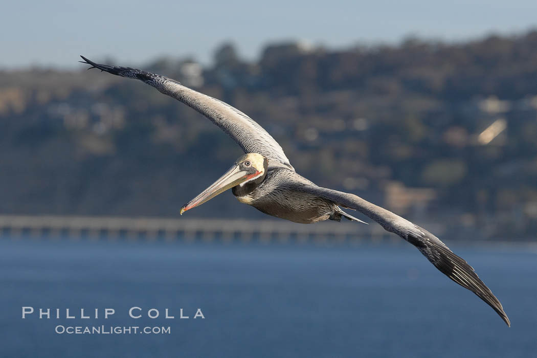 Brown pelican in flight.  The wingspan of the brown pelican is over 7 feet wide. The California race of the brown pelican holds endangered species status.  In winter months, breeding adults assume a dramatic plumage. La Jolla, USA, Pelecanus occidentalis, Pelecanus occidentalis californicus, natural history stock photograph, photo id 20053