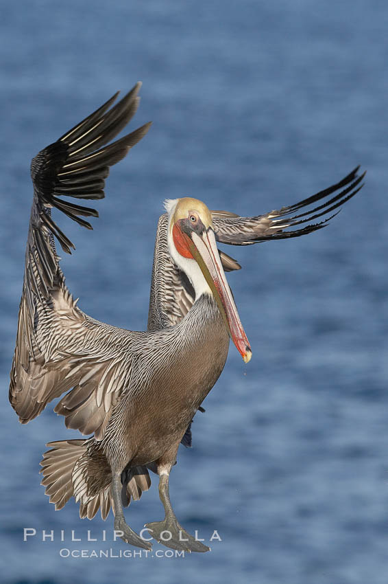 Brown pelican slows to land, spreading its large wings wide to brake. La Jolla, California, USA, Pelecanus occidentalis, Pelecanus occidentalis californicus, natural history stock photograph, photo id 20057