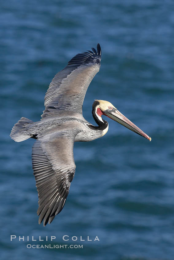 California brown pelican in flight, soaring over the ocean with its huge wings outstretched.  Adult winter breeding plumage.  The wingspan of the brown pelican can be over 7 feet wide. The California race of the brown pelican holds endangered species status.  Adult winter breeding plumage showing brown hindneck and red gular throat pouch. La Jolla, USA, Pelecanus occidentalis, Pelecanus occidentalis californicus, natural history stock photograph, photo id 20073