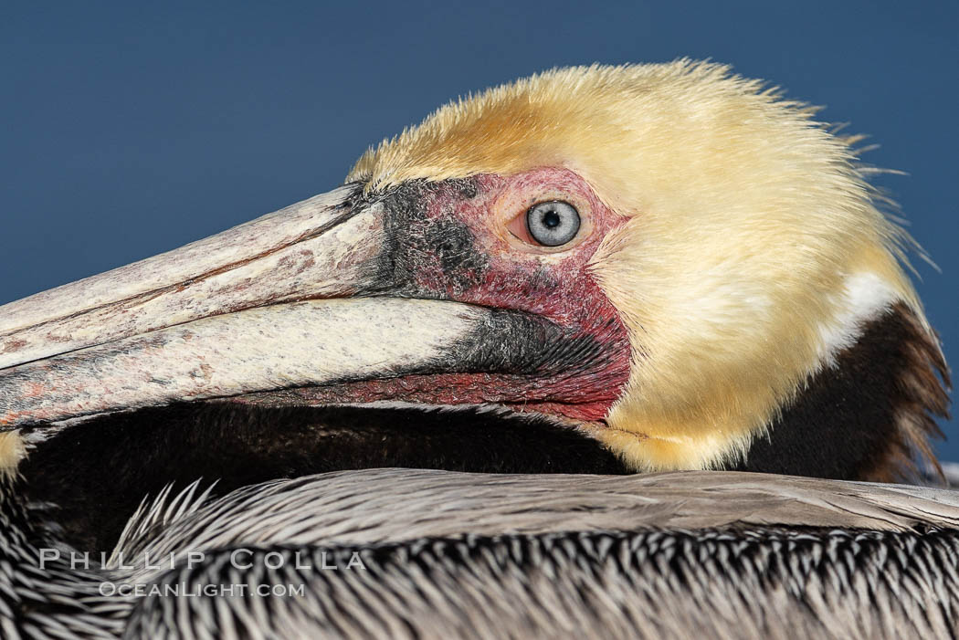 California brown pelican face detail, showing beak, eye, yellow head and brown neck, gray body, Pelecanus occidentalis, Pelecanus occidentalis californicus, La Jolla