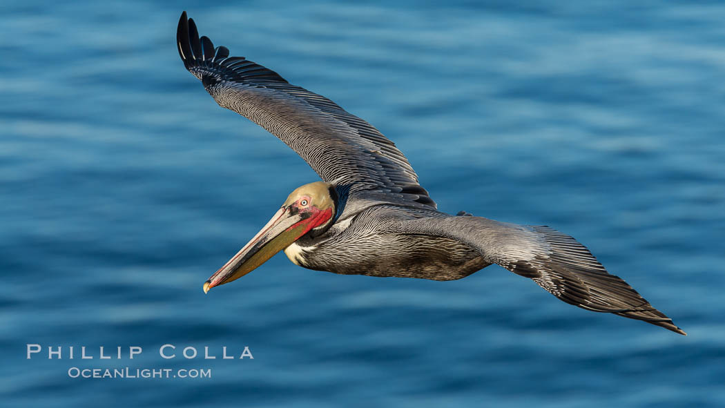 California brown pelican in flight. The wingspan of the brown pelican is over 7 feet wide. The California race of the brown pelican holds endangered species status. In winter months, breeding adults assume a dramatic plumage. La Jolla, USA, Pelecanus occidentalis, Pelecanus occidentalis californicus, natural history stock photograph, photo id 28974