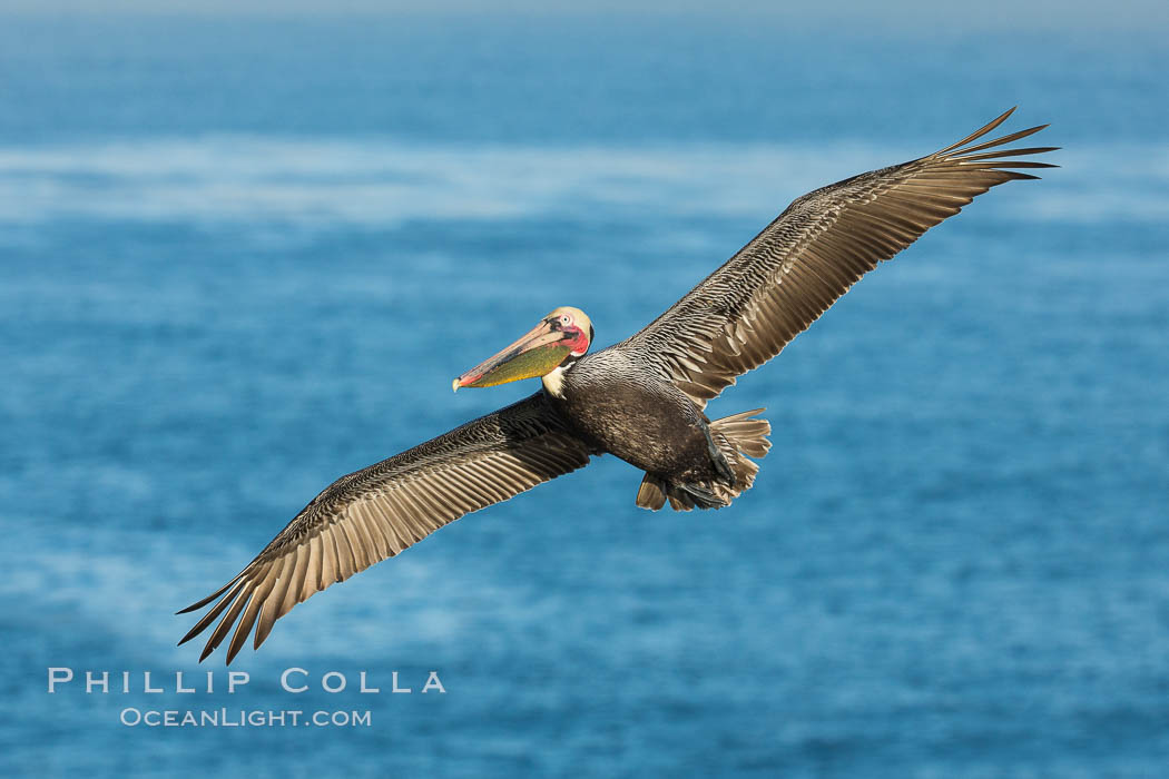 California brown pelican in flight. The wingspan of the brown pelican is over 7 feet wide. The California race of the brown pelican holds endangered species status. In winter months, breeding adults assume a dramatic plumage. La Jolla, USA, Pelecanus occidentalis, Pelecanus occidentalis californicus, natural history stock photograph, photo id 30410
