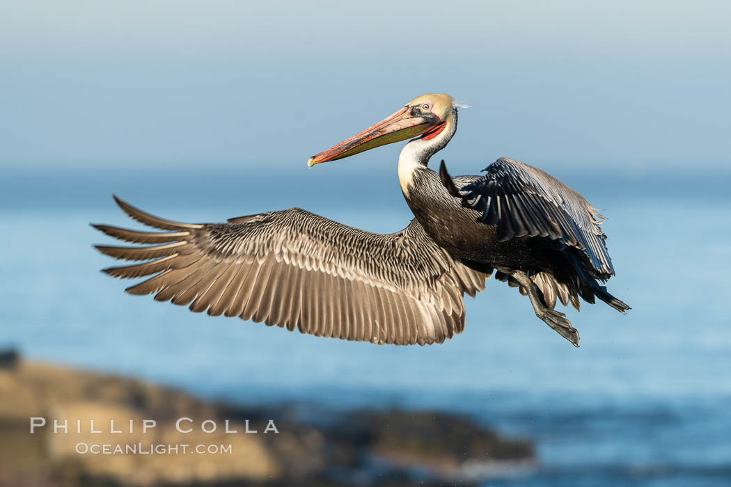 California Brown Pelican In Flight, La Jolla California., Pelecanus occidentalis, Pelecanus occidentalis californicus, natural history stock photograph, photo id 36622