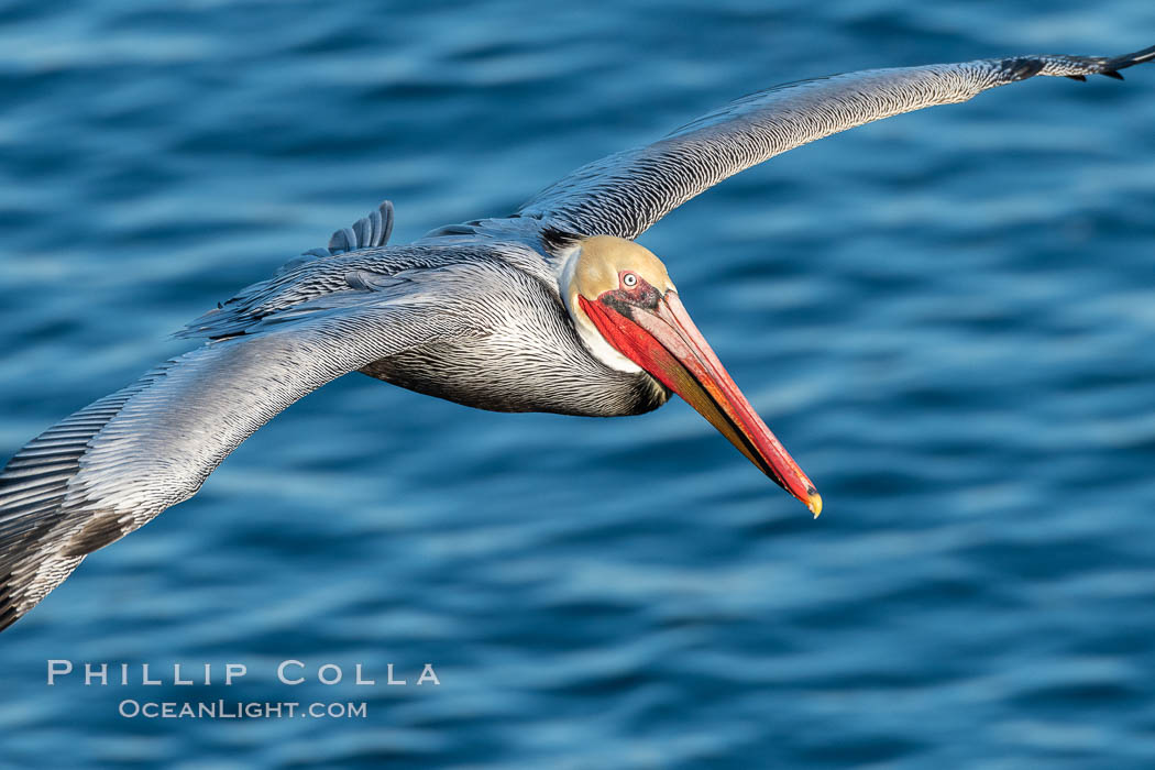 California Brown Pelican In Flight, La Jolla California, Pelecanus occidentalis californicus, Pelecanus occidentalis