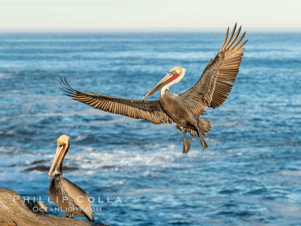 California brown pelican in flight, spreading wings wide to slow in anticipation of landing on seacliffs. La Jolla, USA, Pelecanus occidentalis, Pelecanus occidentalis californicus, natural history stock photograph, photo id 36686