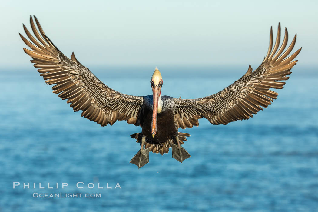 California brown pelican in flight, braking to land on seacliffs, Pelecanus occidentalis californicus, Pelecanus occidentalis, La Jolla