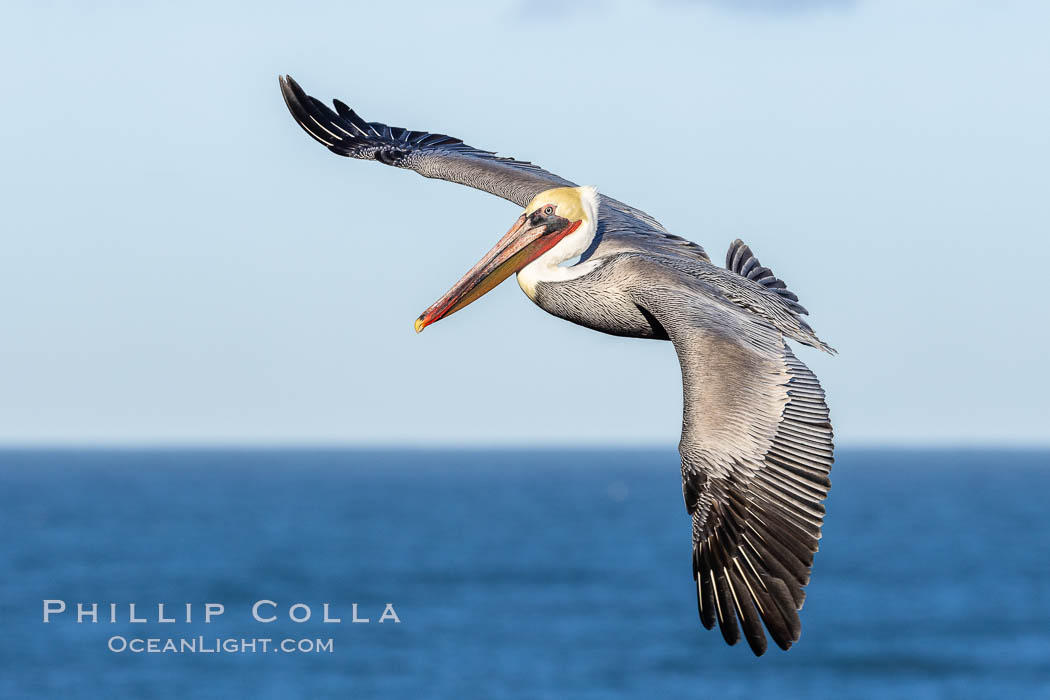 California Brown pelican in flight, soaring along sea cliffs above the ocean in La Jolla, California. The wingspan of the brown pelican is over 7 feet wide. The California race of the brown pelican holds endangered species status, Pelecanus occidentalis californicus, Pelecanus occidentalis