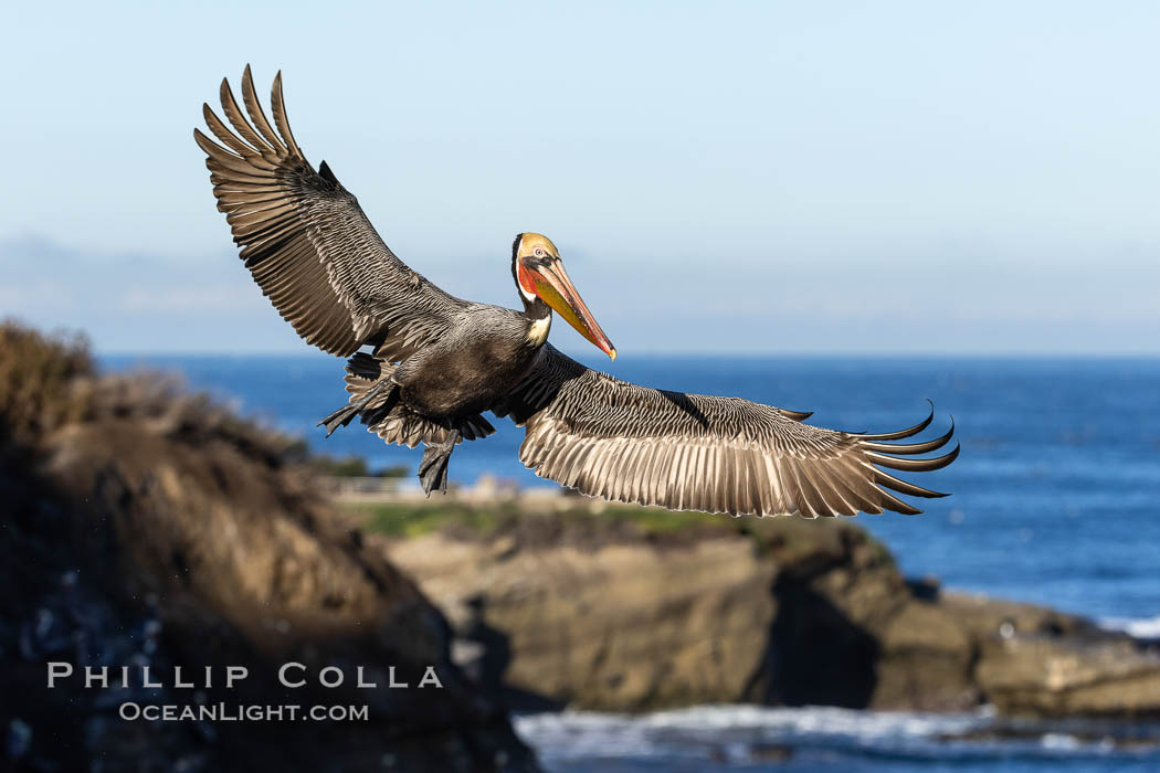 California brown pelican in flight, spreading wings wide to slow in anticipation of landing on seacliffs, Pelecanus occidentalis californicus, Pelecanus occidentalis