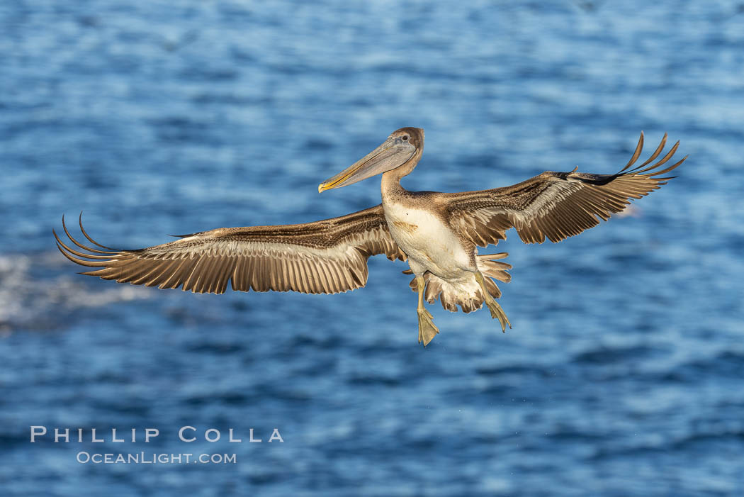 California brown pelican in flight, spreading wings wide to slow in anticipation of landing on seacliffs., Pelecanus occidentalis, Pelecanus occidentalis californicus, natural history stock photograph, photo id 37422