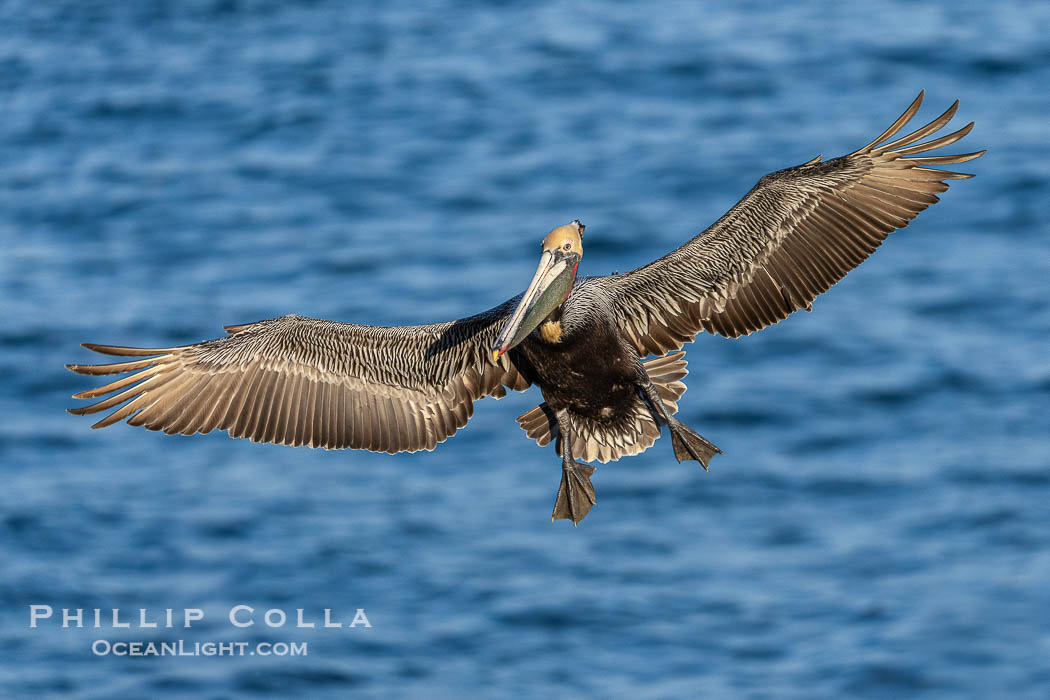 California brown pelican in flight, spreading wings wide to slow in anticipation of landing on seacliffs. Adult winter breeding plumage., Pelecanus occidentalis, Pelecanus occidentalis californicus, natural history stock photograph, photo id 41550