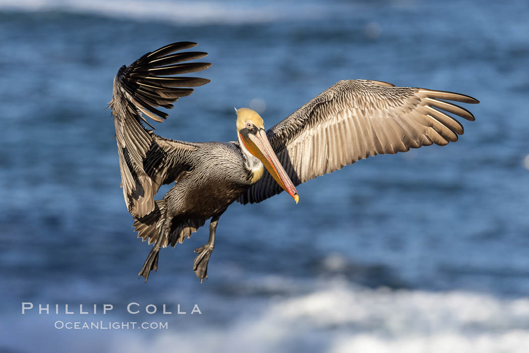 California Brown pelican in flight, captured beautifully as it soars over cliffs and the ocean in La Jolla, California., Pelecanus occidentalis, Pelecanus occidentalis californicus, natural history stock photograph, photo id 37580