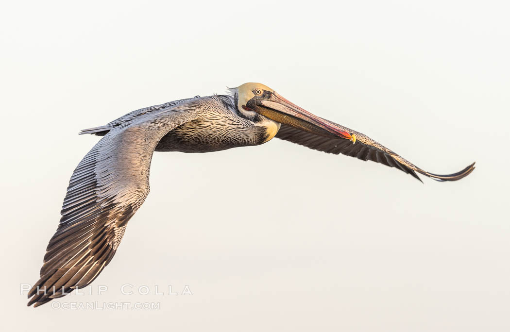 California Brown pelican in flight, captured beautifully as it soars over cliffs and the ocean in La Jolla, California., Pelecanus occidentalis, Pelecanus occidentalis californicus, natural history stock photograph, photo id 37575