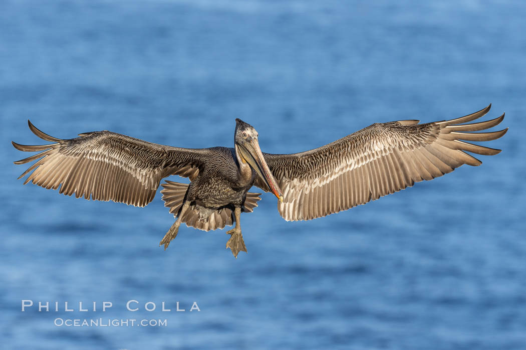 California Brown pelican in flight, captured beautifully as it soars over cliffs and the ocean in La Jolla, California., Pelecanus occidentalis, Pelecanus occidentalis californicus, natural history stock photograph, photo id 37565