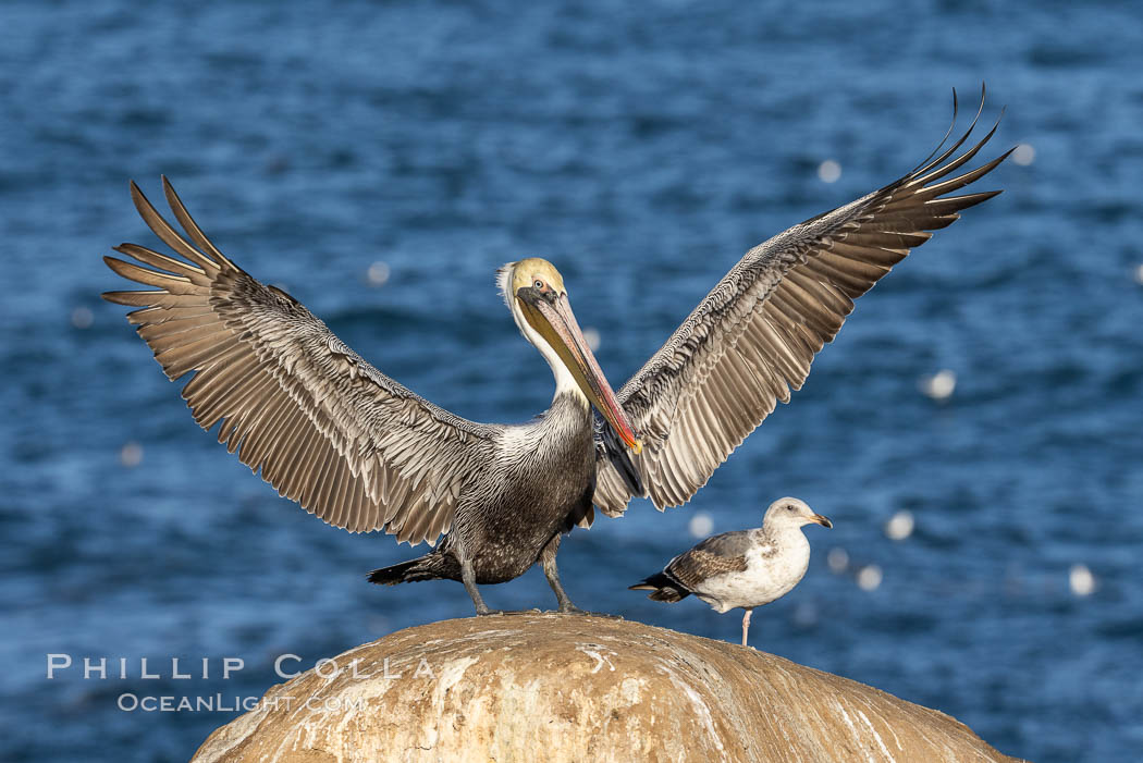 California Brown pelican in flight, captured beautifully as it lands on sea cliffs in La Jolla, California, Pelecanus occidentalis, Pelecanus occidentalis californicus