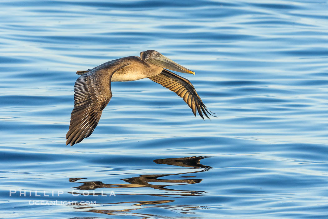 California Brown Pelican flying over a breaking wave., Pelecanus occidentalis, Pelecanus occidentalis californicus, natural history stock photograph, photo id 38661