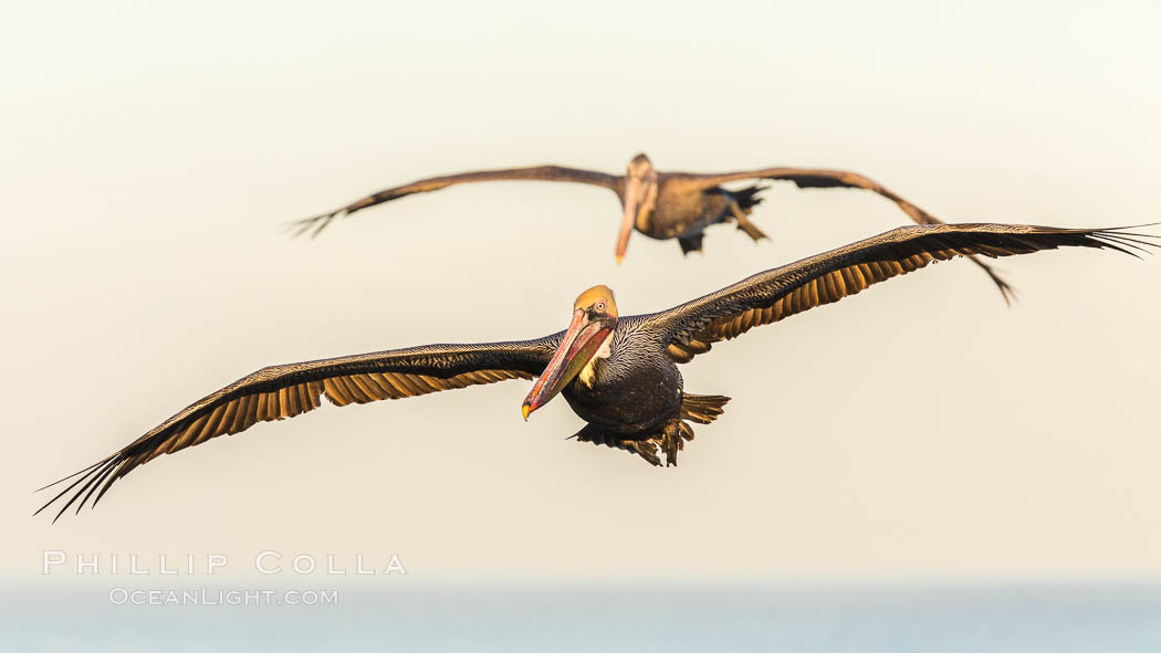 Brown pelican in flight. The wingspan of the brown pelican is over 7 feet wide. The California race of the brown pelican holds endangered species status. In winter months, breeding adults assume a dramatic plumage. La Jolla, USA, Pelecanus occidentalis, Pelecanus occidentalis californicus, natural history stock photograph, photo id 28962