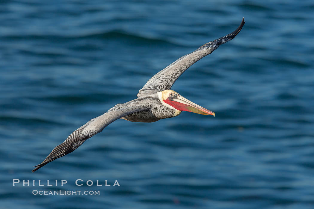 Brown pelican in flight. The wingspan of the brown pelican is over 7 feet wide. The California race of the brown pelican holds endangered species status. In winter months, breeding adults assume a dramatic plumage, Pelecanus occidentalis, Pelecanus occidentalis californicus, La Jolla