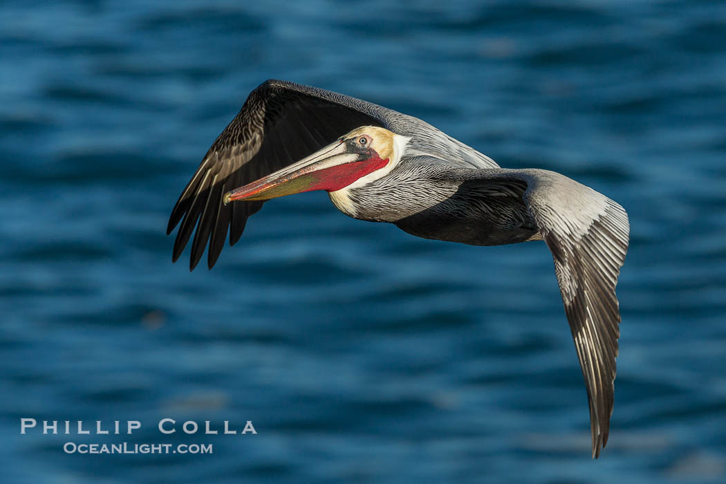 Brown pelican in flight. The wingspan of the brown pelican is over 7 feet wide. The California race of the brown pelican holds endangered species status. In winter months, breeding adults assume a dramatic plumage., Pelecanus occidentalis, Pelecanus occidentalis californicus, natural history stock photograph, photo id 28963