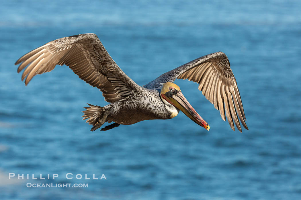 California brown pelican in flight. The wingspan of the brown pelican is over 7 feet wide. The California race of the brown pelican holds endangered species status. In winter months, breeding adults assume a dramatic plumage., Pelecanus occidentalis, Pelecanus occidentalis californicus, natural history stock photograph, photo id 36705