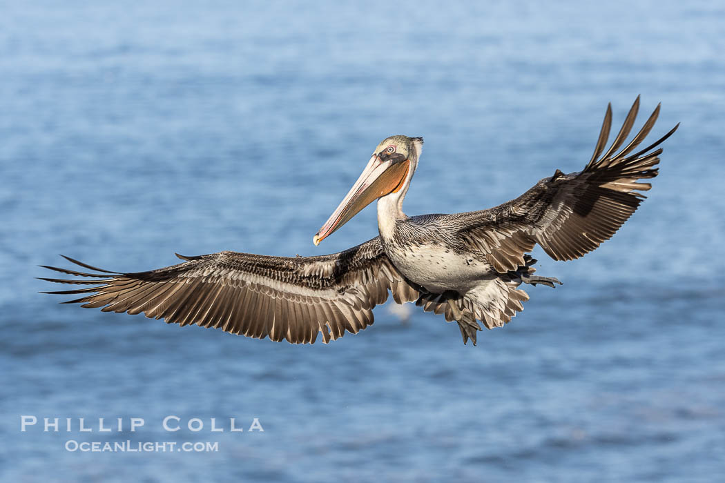 California Brown Pelican in flight, spreading wings wide to slow before landing on cliffs, Pelecanus occidentalis. La Jolla, USA, natural history stock photograph, photo id 38842