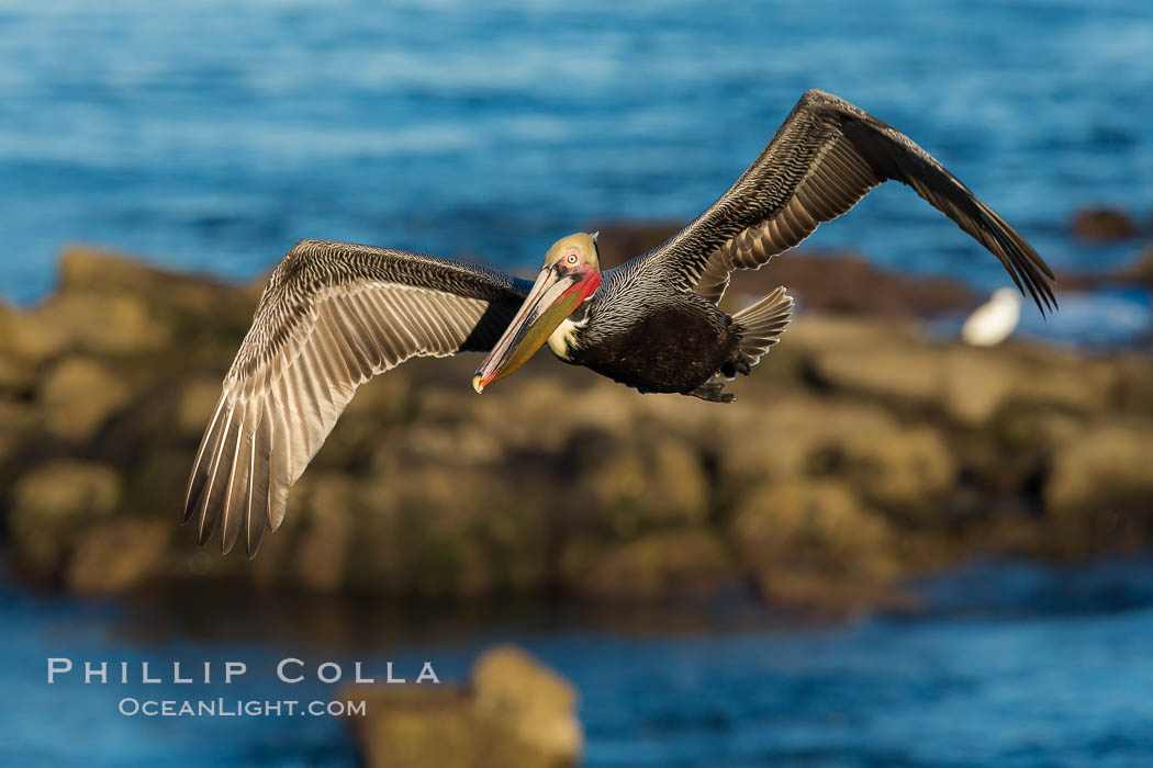 California brown pelican in flight. The wingspan of the brown pelican is over 7 feet wide. The California race of the brown pelican holds endangered species status. In winter months, breeding adults assume a dramatic plumage. La Jolla, USA, Pelecanus occidentalis, Pelecanus occidentalis californicus, natural history stock photograph, photo id 28976